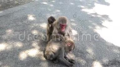 日本Oita的野生日本猴子。 吃麦饵的猴子